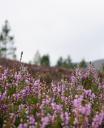 Scotland Heather