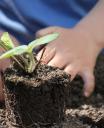 A child planting a sapling