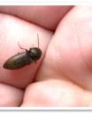 Click beetle
