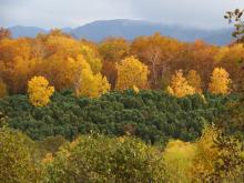 Autumn Forest Image