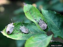 Brown Marmorated Stink Bug