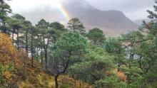 Scots pine, Ben Eighe