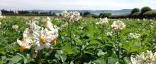 Potato Field by James Lynott