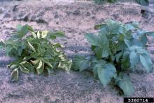 PLRV - Eugene E. Nelson, Bugwood.org