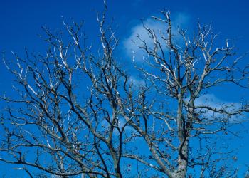 Bare branches against a blue sky