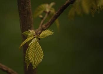 Young elm leaf